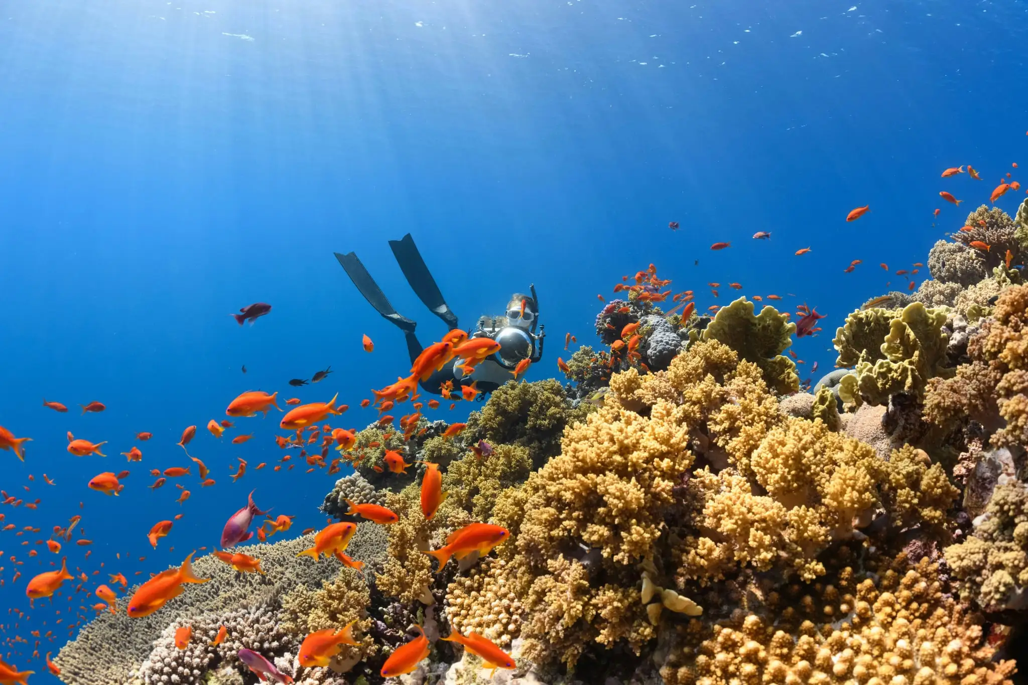 Diver swimming near coral reef