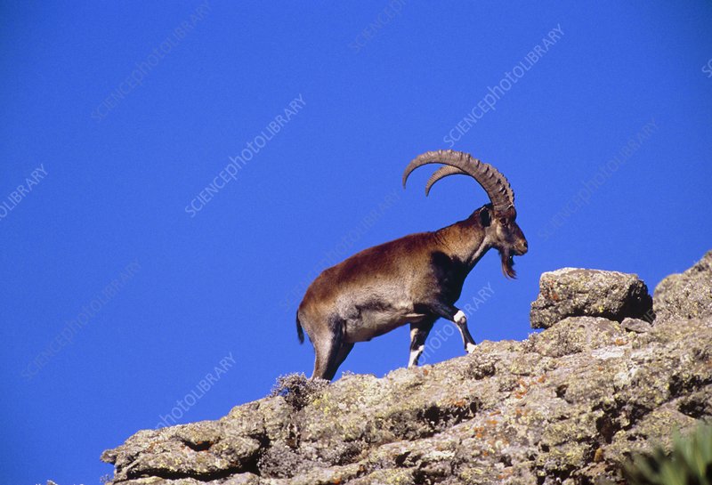 Walia ibex