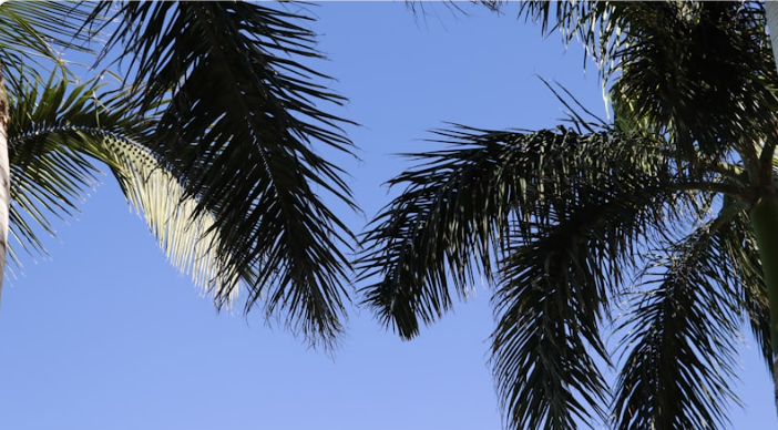 Palolem Beach with palm trees and blue waters