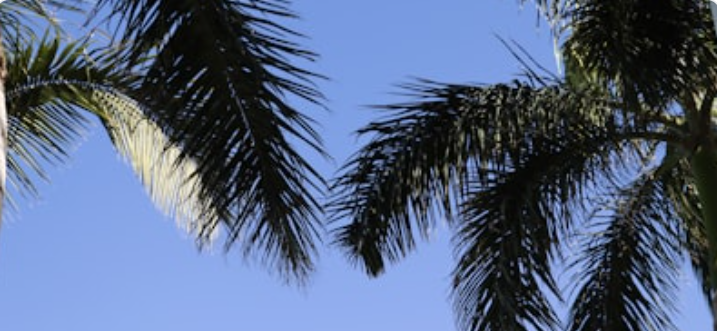 Palm trees against blue sky at Goa beach